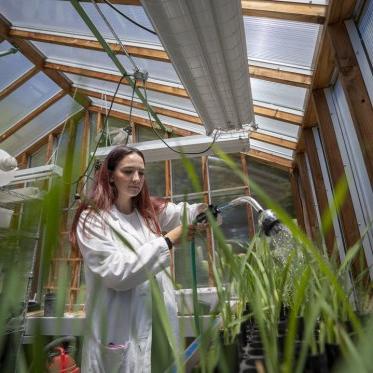 一位穿着实验服的学生正在温室里给植物浇水